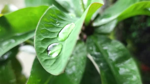 Капли Дождя Кристаллы Листьях Гуавы Азиатский Индонезия — стоковое видео