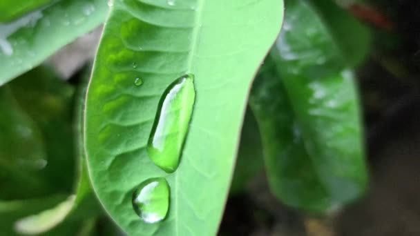 ガヴァの葉の結晶のような雨滴 アジア系インドネシア人 — ストック動画