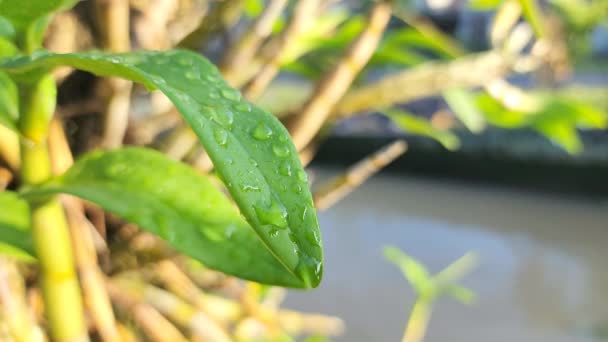 庭で午前中に葉の上に雨水結晶 インドネシアのピンラン — ストック動画