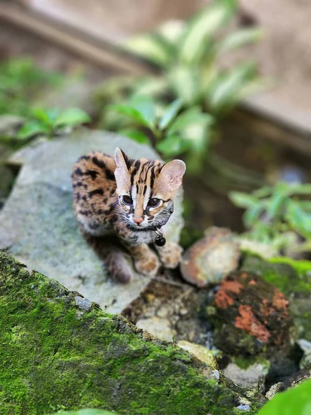 Hermoso Lindo Gatito Tigre Rayado Kalimantan Selva Gato Asiático Indonesia — Foto de Stock