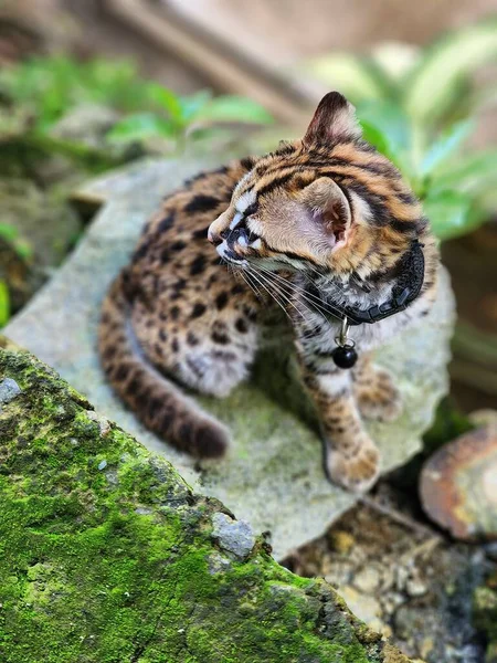 Hermoso Lindo Gatito Tigre Rayado Kalimantan Selva Gato Asiático Indonesia — Foto de Stock