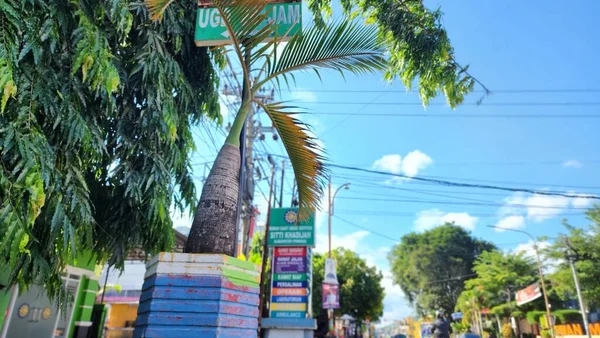 Pinrang Indonesia Juli 2023 Töpfe Und Blumengärten Der Straßenachse Stadtbezirk — Stockfoto