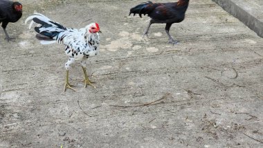 Serbest çiftlikte yaşayan tavuklar. Öğleden sonra evin önünde eşleriyle yiyecek arayan yerel tavuklar.