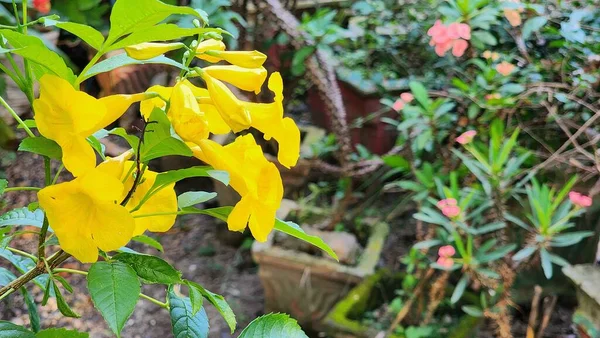 Magnoliophyta Angiospermae Alamanda Żółta Starsza Bunga Terompet Kuning Kwiat Ozdobny — Zdjęcie stockowe