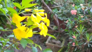 Magnoliophyta, Angiospermae, alamanda sarı yaşlı, bunga terompet kuning, tropik şekilli süs çiçeği, tropik bitki, öğleden sonra avluda, Asya Endonezya, 