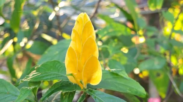 Magnoliophyta Angiospermae Alamanda Yellow Elder Bunga Terompet Kuning Trumpet Shaped — Stock Video