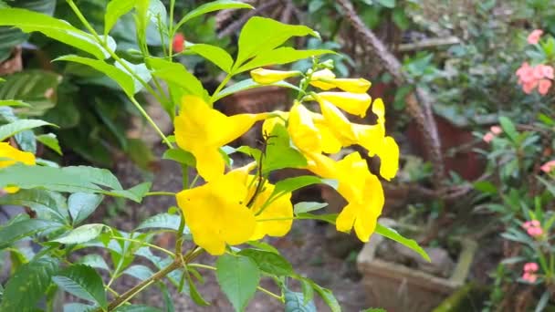 Magnoliophyta Angiospermae Sureau Jaune Alamanda Kuning Bunga Terompet Fleur Ornementale — Video