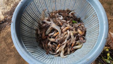 Beyaz karidesler, taze nehir karidesleri sabah saddang nehrinden tünemiş, Endonezya 'yı kuşatmış.