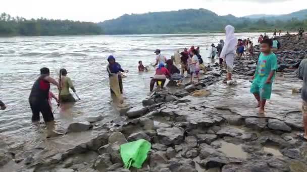 Pinrang Indonesia Lipca 2023 Niektórzy Mieszkańcy Pinrang Łowią Ryby Krewetki — Wideo stockowe