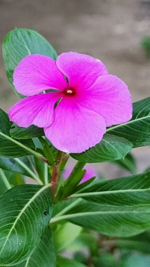 Parlak Göz Tatlı Kırmızı Çiçek Periwinkle Burnu ya da Catharanthus Çiçeği Yakından Görünümü