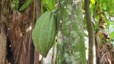 Öğleden sonra arka bahçede gelişen genç kakao kapsülleri, Masolo köyü Asyalı Sulsel, Endonezya 'yı kuşattı.