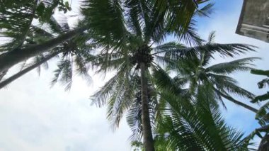 Masolo Pinrang köyünün pirinç tarlalarında yükselen hindistan cevizi ağaçları, güzel köy doğası, Asya Endonezya