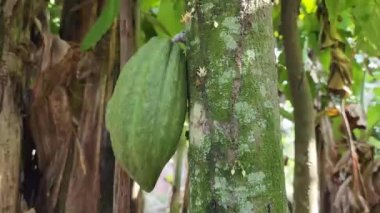 Öğleden sonra arka bahçede gelişen genç kakao kapsülleri, Masolo köyü Asyalı Sulsel, Endonezya 'yı kuşattı.