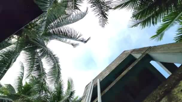 Wysokie Drzewa Kokosowe Polach Ryżowych Wsi Masolo Pinrang Pięknej Przyrody — Wideo stockowe