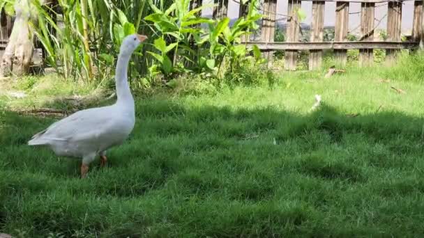 白鳥のアヒルであるシグナス オールは アジア インドネシアの家の正午に草の上に動かない立場にあります — ストック動画