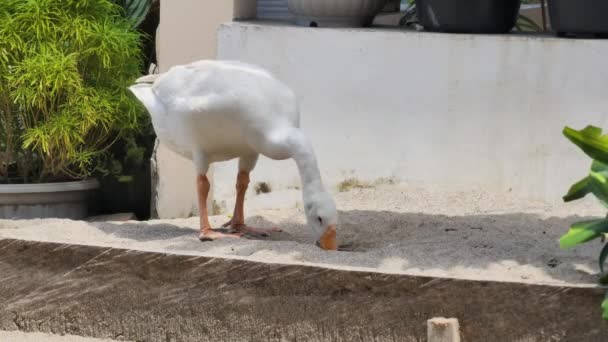 Cygnus Color Белый Лебедь Утенок Днем Вылавливающий Песок Возле Дома — стоковое видео