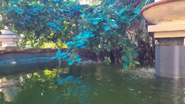 インドネシアのマソロ ピナラン村の日に美しい低木の木で覆われた庭の美しい装飾的な魚の池 — ストック動画
