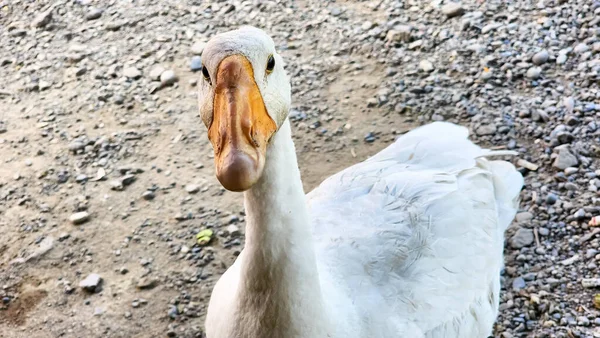 Pato Cisne Branco Perto Genera Coscoroba Close Retrato Pato Cisne — Fotografia de Stock