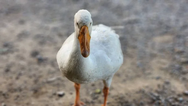 Pato Cisne Branco Perto Genera Coscoroba Close Retrato Pato Cisne — Fotografia de Stock