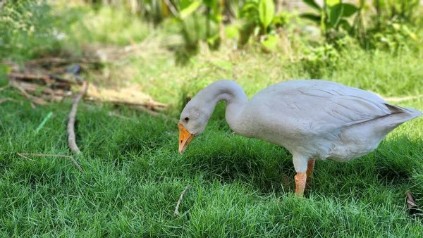 White Swan Duck Close Genera Coscoroba Close Portrait White Swan — Stock Photo, Image