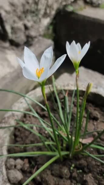 Цветок Хохлатки Zephyranthes Candida Красивый Белый Цветок Растущий Горшке Перед — стоковое видео