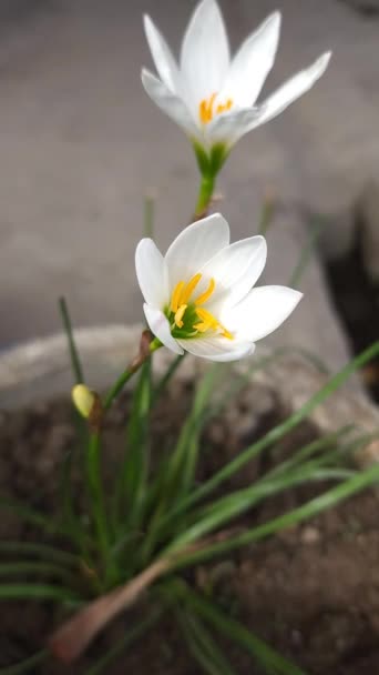 Chocolate Flower Zephyranthes Candida Beautiful White Flower Growing Pot Front — Stock Video