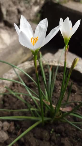 Bunga Coklat Atau Zephyranthes Candida Bunga Putih Yang Indah Yang — Stok Video