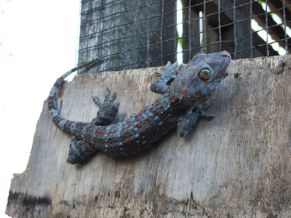 Gekko Gecko Rodzina Gekkonidae Domowy Gecko Czołgający Się Kurniku Późnym — Zdjęcie stockowe