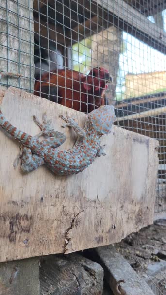 Gekko Gecko Família Gekkonidae Casa Gecko Rastejando Galinheiro Final Tarde — Vídeo de Stock
