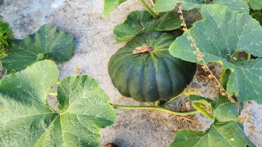 Cucurbitaceae, bir taproot sarmaşığı, sebze ve pasta işlenmiş bir bitki, eskiden Asya 'nın Masolo köyünde bir pirinç değirmeni fabrikası olan beton bir alanda büyür.