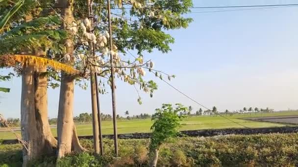 Silke Bomullsträd Det Vetenskapliga Namnet Ceiba Pentandra Den Blå Himlen — Stockvideo