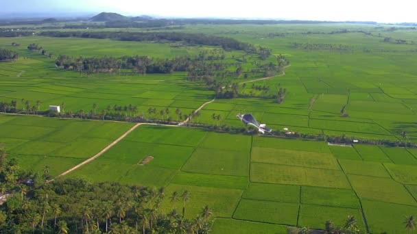 Luchtfoto Drone Beelden Flying Lush Green Rice Fields Village Vliegen — Stockvideo