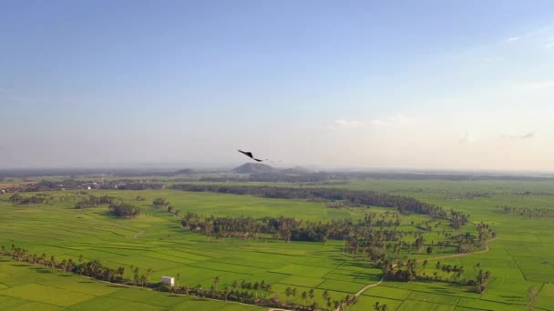 Aerial Drone Filmati Volare Sopra Lussureggianti Campi Riso Verde Nel — Video Stock
