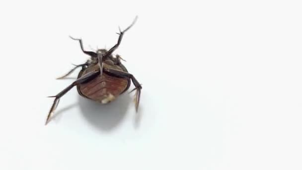 Hydrophilidae Hydrophilus Water Beetle Insect Upside Body White Background Night — Stock Video