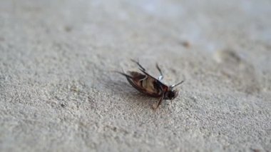 Hydrophilidae, Hydrophilus su böceği, sabahları Asya 'daki Masolo Pinrang köyünde su böceklerinin portresi.