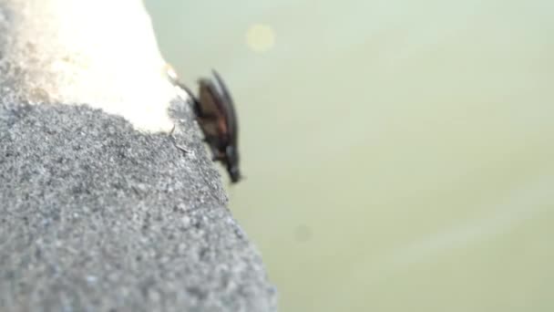 Hydrophilidae Hydrophilus Water Beetle Bugs Ritratto Insetti Acquatici Mattino Nel — Video Stock