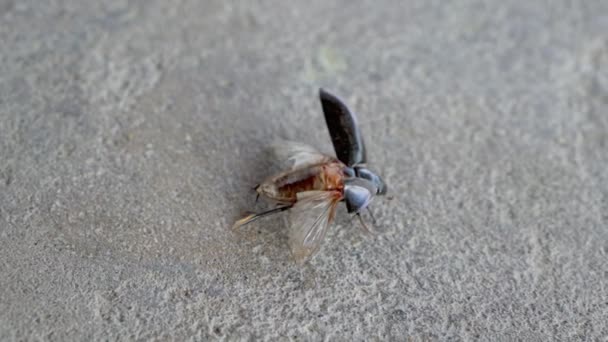 Hydrophilidae Serangga Kumbang Air Hydrophilus Potret Serangga Air Pagi Hari — Stok Video