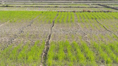 Kurak mevsimde kuru pirinç tarlaları, çatlamış toprak ve hasat yetersizliği potansiyeli, Endonezyalı çiftçiler.
