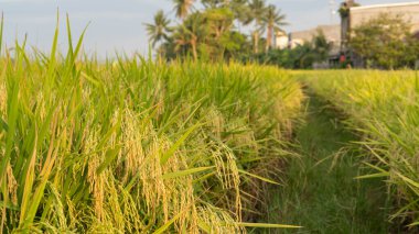 Oryza sativa, Endonezya 'nın Masolo Pinrang köyünde ağaçların ve olgun pirinç meyvelerinin yatay fotoğrafı.