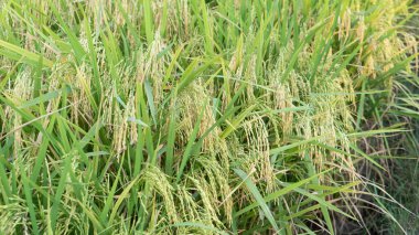 Oryza sativa, Endonezya 'nın Masolo Pinrang köyünde ağaçların ve olgun pirinç meyvelerinin yatay fotoğrafı.
