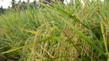 Oryza sativa, Endonezya 'nın Masolo Pinrang köyünde ağaçların ve olgun pirinç meyvelerinin yatay fotoğrafı.