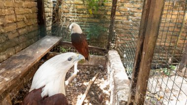 Indus Haliastur, kafesteki Brahmin uçurtması, Kafesteki 2 beyaz başlı kartal, Asya Endonezya 'dan