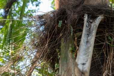 (Arenga pinnata) Ormandaki palmiye ağaçlarından Pinrang Endonezya