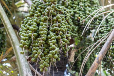 (Arenga pinnata) Caryota mitis Lour Palmiye ağaçları ve ormandaki meyvelerin manzarası, Pinrang Endonezya