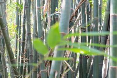(Endonezya 'nın başkenti Asya' da ağaçlardan ve bambu yapraklarından oluşan bir arazi.