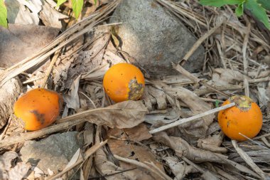 Areca catechu, Endonezya 'da yere düşen bir ağacın tepesindeki olgun fındığa yakın plan.