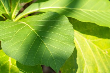 (Tectona grandis,) ficus lyrata background young tiak leaves in garden, Asya Endonezya