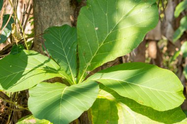 (Tectona grandis,) ficus lyrata background young tiak leaves in garden, Asya Endonezya