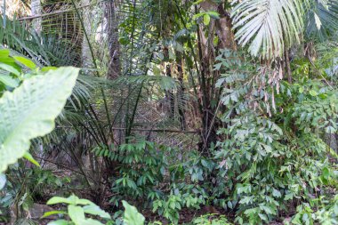 Dağlardaki çok güzel kırsal doğal görüntüler, ve yoğun tropikal yağmur ormanları, Asya Endonezya