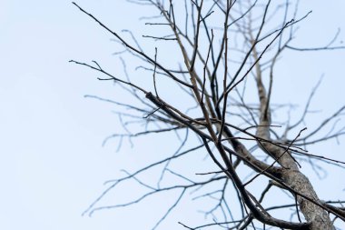 Yaprakları, bulutları ve gökyüzü olmayan ölü ağaçların fotografı, Asya Endonezya